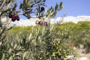 Olivos en el exterior.