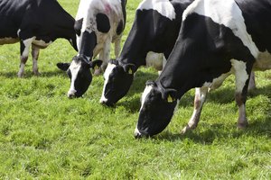 Muchos productores inyectan hormona de crecimiento en su ganado.