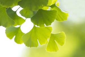 Hoja de ginkgo biloba.