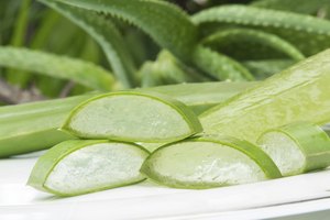 Planta de aloe vera en rodajas.