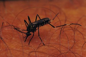 Los mosquitos pueden causar reacciones alérgicas graves en algunas personas.