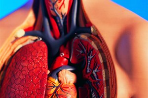 El corazón y los pulmones tienen necesidades nutricionales específicas.