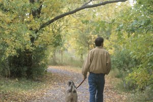 Pasear a tu perro es una forma simple de concretar tu requerimiento de ejercicio semanal.