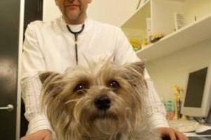 Dean Golja/Digital Vision/Getty Images Earning a degree in veterinary medicine will allow the veterinarian to choose from a wide variety of careers in working with animals medically.