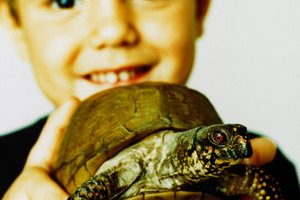 No puede pasar mucho tiempo hasta que el niño este pidiendo por una nueva mascota.