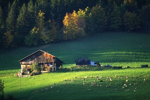 El sulfato de condroitina de origen natural proviene de cartílago animal.