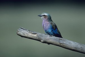 Hay más de 10.000 especies de aves en el mundo, de acuerdo con Birding.com