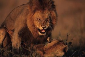 Anup Shah/Photodisc/Getty Images The