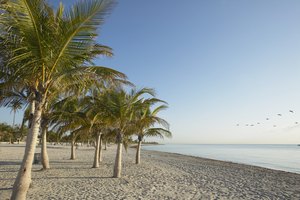 Crandon Park Beach es un espacio al aire libre para familias, que ofrece una opción de patinaje menos concurrido que los lugares más a la moda de Miami.