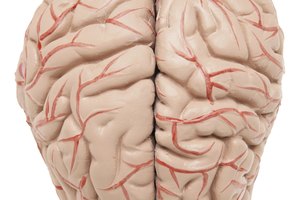 En raras ocasiones, la enfermedad de Lyme en etapa tardía puede afectar el cerebro en sí y causar un trastorno llamado encefalopatía de Lyme.