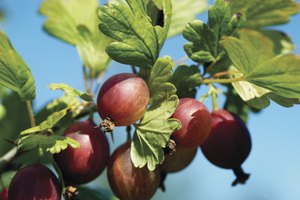 Las grosellas se consideran una fruta solanácea.