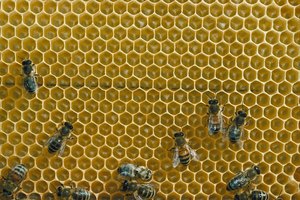 Crea una crema facial humectante casera a partir del panal de las abejas.