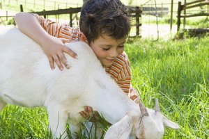 Las mascotas y animales de granja son buenos temas para proyectos de ciencia.