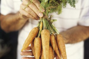 Las zanahorias bebés son zanahorias maduras pequeñas.
