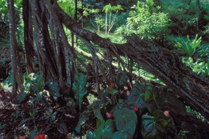 Explora la jungla y el bosque lluvioso en un vehículo apropiado.