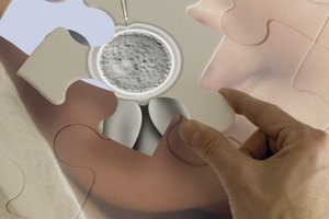 Los ovarios liberan óvulos según la cantidad de señales que reciben por parte de las hormonas de la glándula pituitaria.