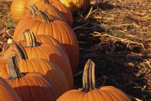 Es cierto que la calabaza puede ayudar a perder peso como una adición saludable a tu dieta.