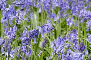 Sequim es famosa por sus campos de lavanda.