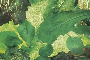 Alternativamente, mezcla el diente de león picado con otras verduras de hojas verdes.