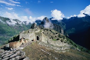 La maca ya se utilizaba en la antigua cultura Inca.