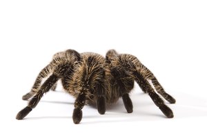 Araña.