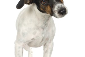 Fox terrier.