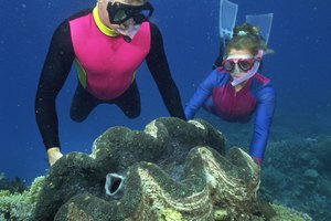 Ponit Lobos es un buen primer punto de buceo para adolescentes.