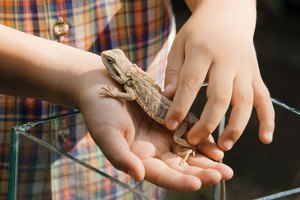 Fomenta el amor de tu hijo por los animales con las actividades de zoología.