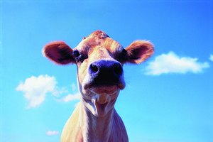 Los animales que digieren celulosa dependen de las bacterias en su tracto digestivo.