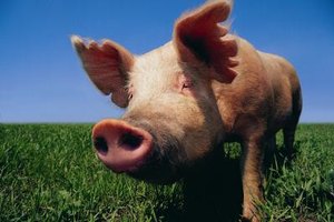 Digital Vision./Digital Vision/Getty Images Pigs