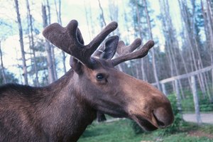 El Lago Big Creek ofrece una magnífica vista al hábitat de los alces.