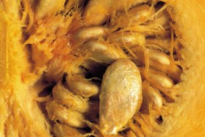 Las semillas de calabaza son un bocadillo saludable para el corazón y rico en zinc.