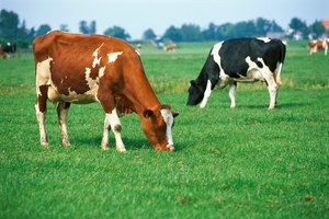 Las mayores concentraciones de fosfatidilserina se presentan en los cerebros de las vacas.