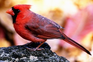 Los niños pueden disfrutar observando cardenales salvajes.