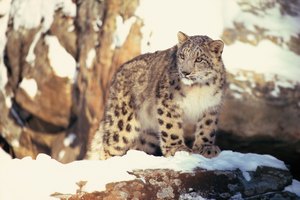 El leopardo de nieve es una de las raras especies encontradas en el desierto de Gobi.