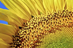 La dieta de la semilla de girasol es una de muchas variedades de dietas intensivas.