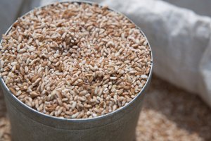 Arroz integral seco.