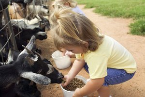 Aunque es tentador simplemente prestar atención a tu propio hijo en un viaje de campo, como acompañante también debes mirar hacia fuera para el resto de los estudiantes.