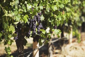 Las uvas negras tienen más antocianina que las uvas rosadas o verdes.