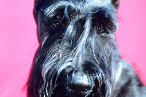 Las convulsiones recurrentes en los schnauzers estándares pueden indicar epilepsia, pero un incidente aislado probablemente no.