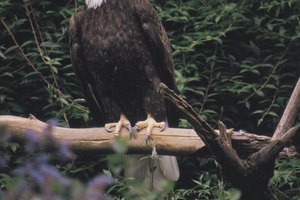 El águila calva se puede observar en Spenceville Wildlife Area.
