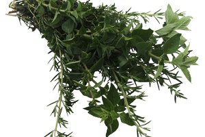 Origanum vulgare.