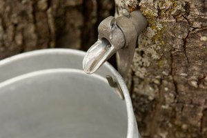 El jarabe de arce puro se extrae de los árboles de arce.