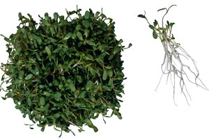 Los brotes de alfalfa podrían causar enfermedades como la salmonelosis.