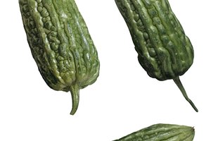El melón amargo es un remedio herbal que puede bajar el azúcar en la sangre.