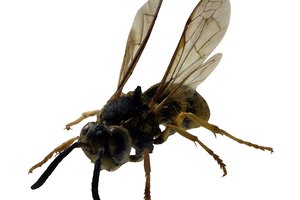 Trata las picaduras de las avispas con un botiquín de primeros auxilios.