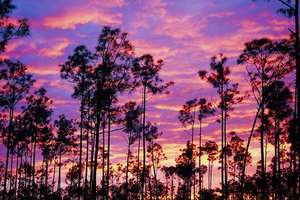 Buena parte de la naturaleza de Florida está abarcada por bosques de pinos y sabanas.