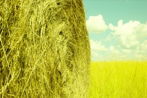 La alfalfa tiene una baja carga glucémica.