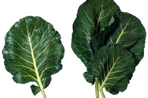 Brand X Pictures/Stockbyte/Getty Images Brussels sprout leaves are similar to collard greens in appearance, and they require similar handling.