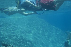 Ponte tu equipo de esnórquel y visita la vida marina cerca de St. Pete Beach, Florida.